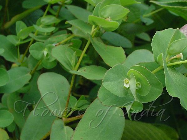 Winged Seed Spurge